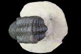 Bargain, Reedops Trilobite - Foum Zeguid, Morocco #84684-1